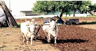 Pune District : पावसाच्या उघडिपीने शेतीकामांना वेग