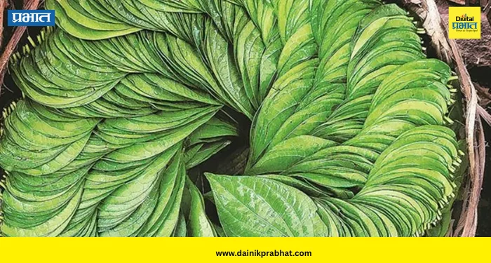 Betel Leaf: जेवणानंतर पान खाण्याची सवय आहे? मग जाणून घ्या आरोग्याला होणारे ६ जबरदस्त फायदे
