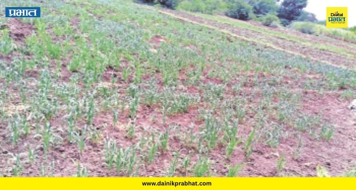 Crops Drying Up: पीक डोळ्यांदेखत सुकू लागलं! वाल्हे परिसरात पाऊस गायब; पुरंदरचा शेतकरी अस्मानी संकटात