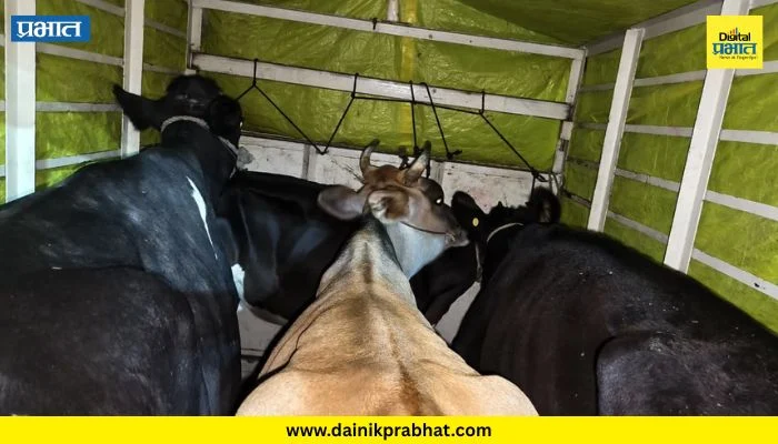 Jamkhed News : जामखेड पोलिसांची मोठी कारवाई! कत्तलीसाठी नेली जाणारी गोवंश जातीच्या 4 जनावरांची सुटका; तीन आरोपी ताब्यात