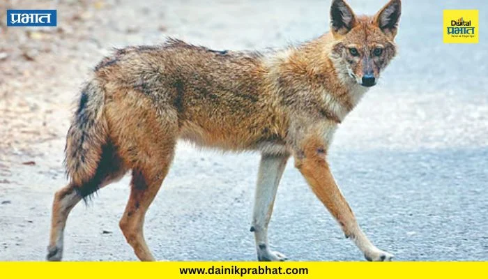 Jamkhed News : नान्नजमध्ये कोल्ह्याच्या हल्ल्यात वृद्ध जखमी; उपचारासाठी नातेवाईकांची धावपळ
