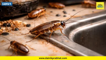 Cockroach : तुम्हाला झुरळांचा त्रास होतोय? 'या' 3 गोष्टींनी करा कायमचा बंदोबस्त; घरात एकही झुरळ दिसणार नाही !