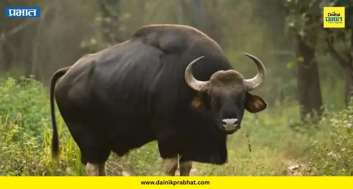 Pune Gaur rescue: पुण्यातून थेट वर्धा! सिंहगड रस्त्यावरील गव्याला बोर व्याघ्र प्रकल्पात का सोडलं? कारण आलं समोर