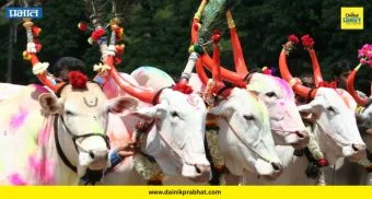 Kathapur Bendur Miravnuk: कठापूरच्या बेंदूर सोहळ्यात अवतरले स्टार बैल; पश्चिम महाराष्ट्रात चर्चा