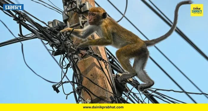 Electrocution Accident: भोर तालुक्यात महावितरणचा निष्काळजीपणा? वीजतारेचा धक्का लागून वानराचा जागीच मृत्यू