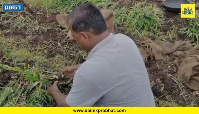Nashik: आल्याच्या घसरलेल्या दरामुळे शेतकरी हवालदिल; सर्व मेहनत अन् खर्च वाया गेल्याची खंत