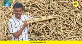 Pune News : पुणे जिल्ह्यातील चांडोली खुर्दच्या शेतात फुलला ‘तुर्किस्तान बाजरा’चा ऐतिहासिक वारसा