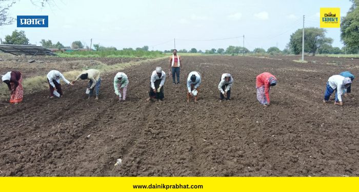 Shevgaon News : शेवगाव तालुक्यात खरिपाच्या पेरण्या आटोपल्या, मात्र खरीप हंगाम धोक्यात; शेतकरी दमदार पावसाच्या प्रतीक्षेत