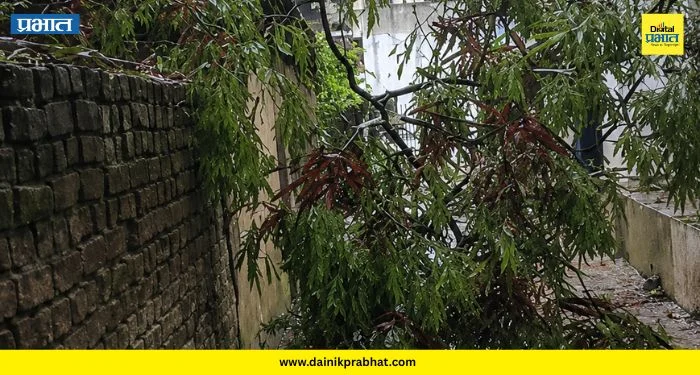 Chakan News: नगरपरिषदेचा निष्काळजीपणा! मुसळधार पावसाने घरांवर अन् वीज तारांवर कोसळल्या फांद्या