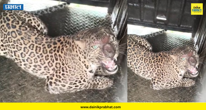Leopard Rescue : पिंपरखेड मध्ये बिबट्याला जेरबंद करण्यात वनविभागाला यश