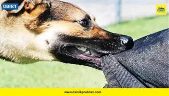 Dog Attack: पिसाळलेल्या कुत्र्याचा धुमाकूळ; वृद्धाचा मृत्यू तर १५ जण जखमी