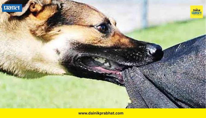 Jamkhed News : जामखेडमध्ये पिसाळलेल्या कुत्र्याचा हल्ला; दीड वर्षाच्या बालिकेचा डावा डोळा निकामी, तिघे जखमी