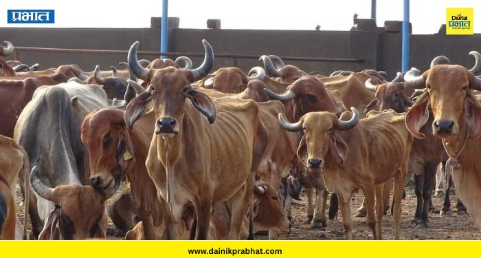 Ban on cow slaughter:
