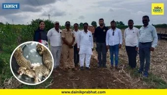 Manjari Khurd News : मांजरी खुर्द-कोलवडी परिसरात ऊसाच्या शेतात आढळली बिबट्याची ३ नवजात पिल्ले; वन विभागाकडून हाय-अलर्ट