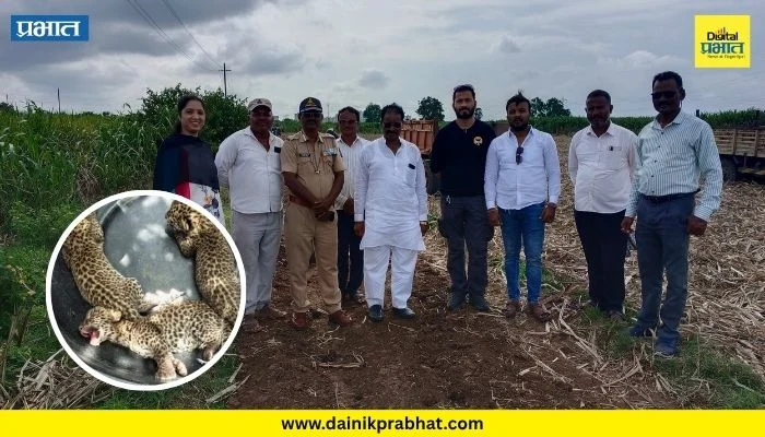 Manjari Khurd News : मांजरी खुर्द-कोलवडी परिसरात ऊसाच्या शेतात आढळली बिबट्याची ३ नवजात पिल्ले; वन विभागाकडून हाय-अलर्ट