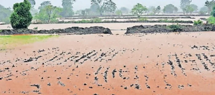 Heavy Rain : अतिवृष्टीमुळे शेतशिवार जलमय; भातरोपे कुजण्याच्या मार्गावर