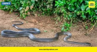 Snake Safety: पावसाळ्यात सापांचा धोका वाढतोय? घराभोवती ही झाडे लावा, पण 'या' महत्त्वाच्या गोष्टीही लक्षात ठेवा