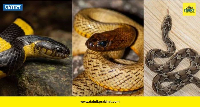 World Snake Day: भारतातील ‘बिग 4’ विषारी साप कोणते? सर्वाधिक मृत्यू यांच्याच दंशामुळे