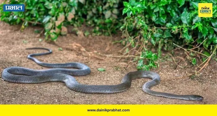 Snake Safety: पावसाळ्यात सापांचा धोका वाढतोय? घराभोवती ही झाडे लावा, पण ‘या’ महत्त्वाच्या गोष्टीही लक्षात ठेवा