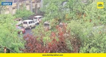 Tree Collapse: पिंपळे सौदागरमध्ये मोठी दुर्घटना! भर पावसात काम सुरू असताना झाड कोसळलं, चौघे जखमी