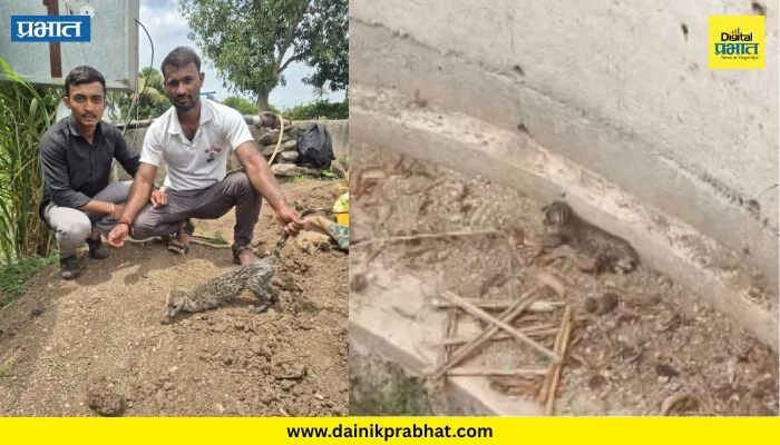 Small Indian Civet Rescued : विहिरीत पडलेल्या उदमांजराची सुखरूप सुटका