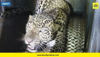 Leopard: पिंपरखेड भागात बिबट्या जेरबंद; वनविभागाचे नागरिकांना सतर्क राहण्याचे आवाहन