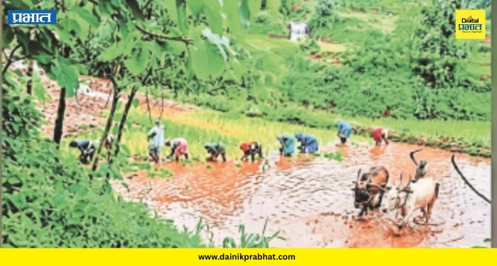 Paddy Crop Damage: आंबेगावच्या आदिवासी भागात पावसाचा हाहाकार! भातशेतीचे कंबरडे मोडले, शेतकरी संकटात