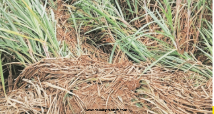 Crop damage