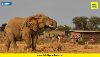 Kenya Elephants Death : केनियातील १६ हत्तींचा विषबाधेमुळे दुर्दैवी मृत्यू