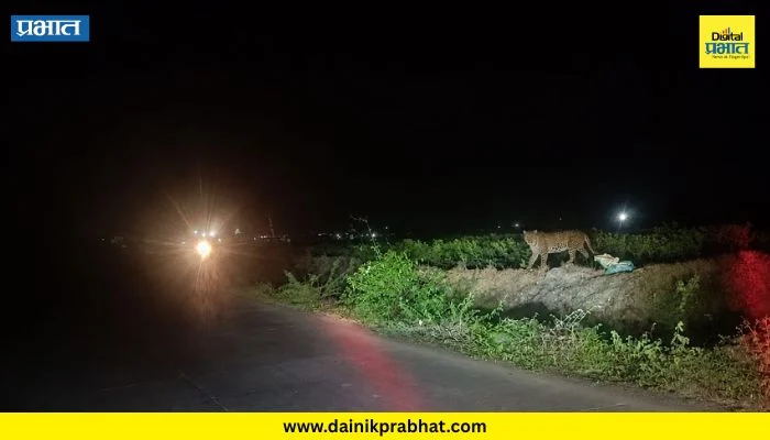 Nevase News : जेऊर हैबती गावात बिबट्याची दहशत; गावकऱ्यांमध्ये भीतीचे वातावरण