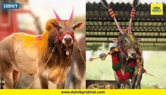 Maval King Omya : 2 जेसीबी, 8 थार, 12 ट्रॅक्टर जिंकणारा ‘भारतकेसरी ओम्या’ हरपला; शर्यतप्रेमींमध्ये हळहळ