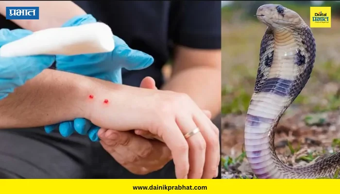 Snake Bite: साप चावल्यानंतर रुग्णाला जागं का ठेवतात? जाणून घ्या डॉक्टरांचा महत्त्वाचा सल्ला