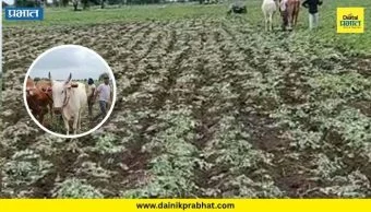 Farmer News : शेतकऱ्याने 10 एकर सोयाबीनवर फिरवला नांगर; पाऊस नसल्याने हातातोंडाशी आलेला घास गेला वाया