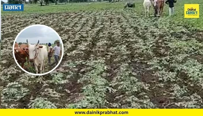 Farmer News : शेतकऱ्याने 10 एकर सोयाबीनवर फिरवला नांगर; पाऊस नसल्याने हातातोंडाशी आलेला घास गेला वाया