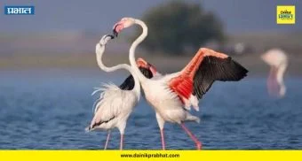 Greater Flamingo: सातार्‍याच्या राजेवाडीत ५ फ्लेमिंगो दाखल! पक्षी अभ्यासक चक्रावले, काय आहे 'ओव्हर समरिंग'?