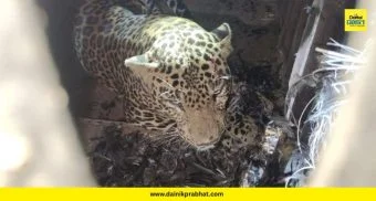 Leopard captured : पिंपरखेडमध्ये आठ वर्षीय नर बिबट्या जेरबंद; ग्रामस्थांनी सोडला सुटकेचा निःश्वास