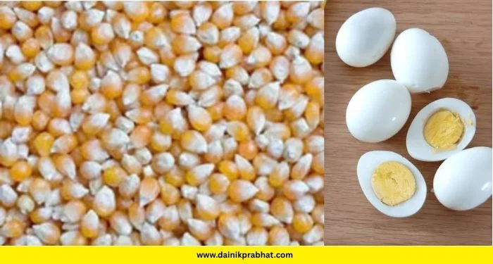Maize Price Hike : मोठी बातमी ! साखरेनंतर आता ‘या’ कारणामुळे मका आणि अंड्यांचे भाव वाढले