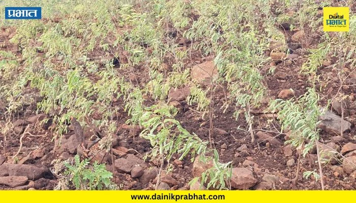 Shirur News : महावितरणच्या गलथान कारभाराचा फटका; महिनाभरापासून मलठण-शिंदेवाडीतील पाणीपुरवठा ठप्प