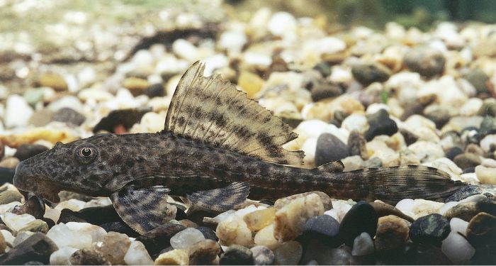 Suckermouth Catfish