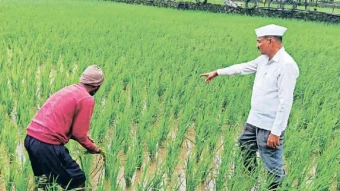 Vadgaon Maval : इंद्रायणीचे आगार बहरले ! ९५ टक्के भात लागवड पूर्ण