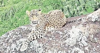 Pune District : गुळुंचवाडीत बिबट्याची दहशत