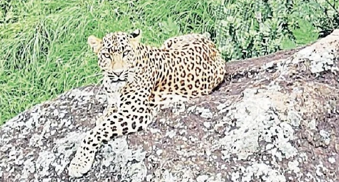Pune District : गुळुंचवाडीत बिबट्याची दहशत