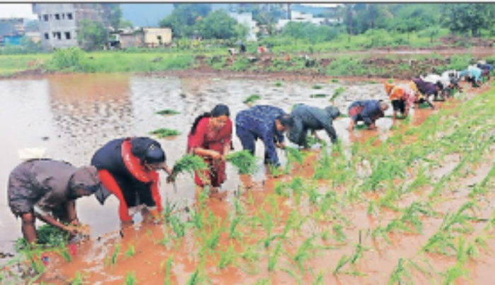 Kamshet : समाधानकारक पावसामुळे भातलागवड अंतिम टप्प्यात