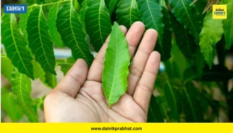 Neem Benefits: कडुलिंबाची ४ पाने खरंच १० आजार बरे करतात? जाणून घ्या व्हायरल दाव्यामागचं सत्य