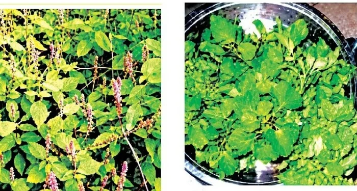Pune District : ऐन श्रावणात बहरला रानभाज्यांचा हंगाम