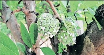 Pune District : रोगराईने पुरंदरचे सीताफळ डागळले
