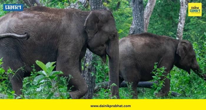 World Elephant Day 2026: हत्तींचे कळप पाहायचेत? कर्नाटकातील ‘या’ जंगलाची करा सफर!