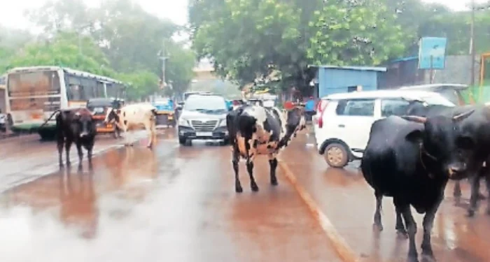 Pimpri News: भटक्या जनावरांचा रस्त्यावर सुळसुळाट!