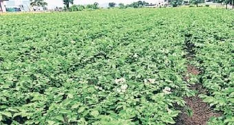 Pune District : पावसाच्या दडीने बटाटा पीक धोक्यात