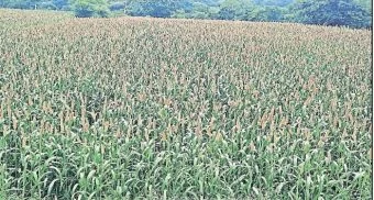 Purandar : वाल्हे परिसरात पावसाने बाजरीला नवसंजीवनी